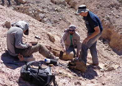 اكتشاف بقايا ديناصور من العصر الجوراسي