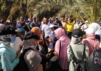 زراعة الوادي الجديد تختتم الدورة التدريبية لتحسين إنتاجية نخيل التمر