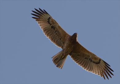 احدى الطيور الجارحة