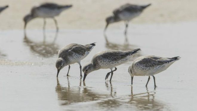 طائر الدريجة الحمراء يستخدم منقاره للخوض في الطين بحثا عن غذائه من الفقاريات