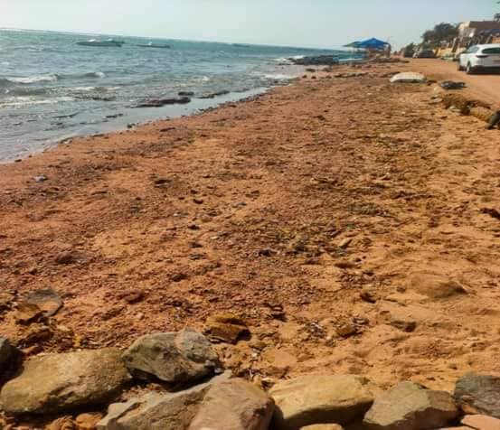 وزيرة البيئة: انتهاء أعمال مكافحة التلوث الزيتي بعدد من شواطئ مدينة دهب