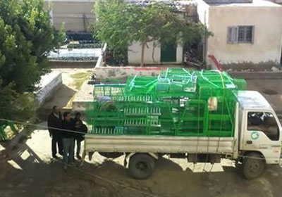 بطاريات تربية الأرانب فى العريش