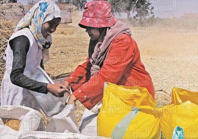 حصاد القمح بالشرقية - تصوير: محمد الميمونى