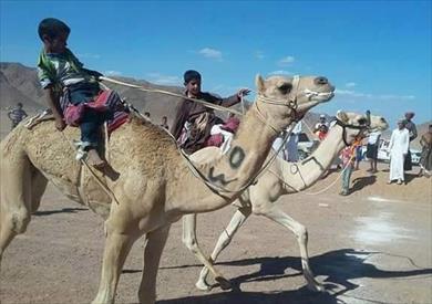 انطلاق سباق الهجن بمدينة طور سيناء