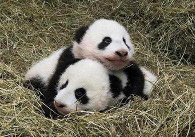 توأم الباندا