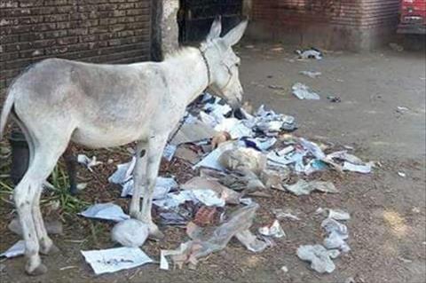 صورة حية امام احدي مدارس اسيوط