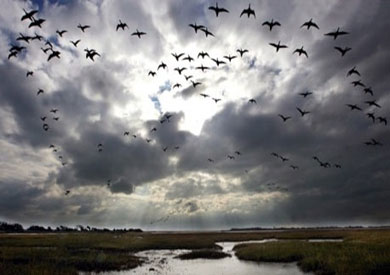 الطيور المهاجرة