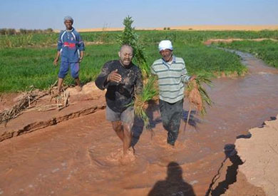 بركة الصرف الصحى تغرق زراعات عين حميد بالخارجة