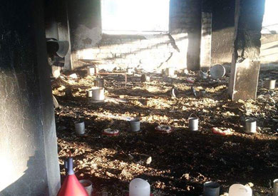 حريق هائل بمزرعة دواجن في قرية ترسا بمركز سنورس