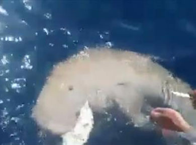 حيوان «الدوجونج» البحري