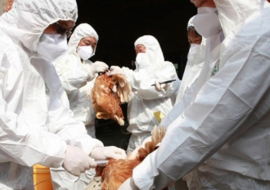 2015 يسجل رقما قياسيا في حالات الوفاة بأنفلونزا الطيور