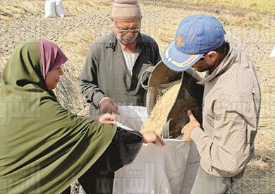 استجابة سريعة للمصدرين وإلغاء قرار حظر تصدير الأرز- تصوير ايمان هلال