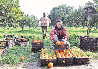 الموالح تنتظر تعديل في نظام دعم الصادرات بين باقي السلع