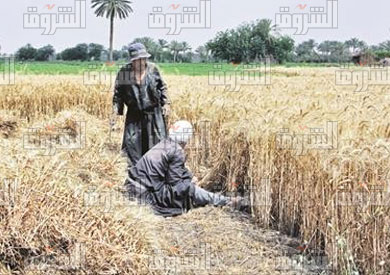 حصاد القمح -  تصوير احمد عبد الفتاح