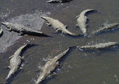 دراسة إقامة مزرعة تجريبية لتربية التماسيح لأغراض اقتصادية وتجارية