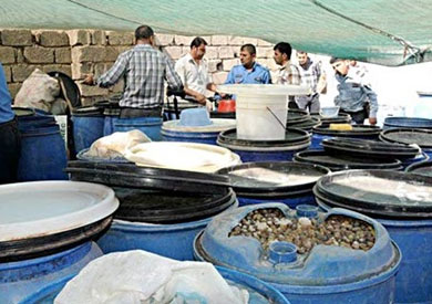 ضبط 8 أطنان «مخللات وملح» غير صالحة بطنطا