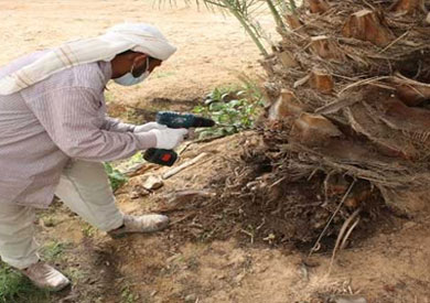 اكتشاف 14 نخلة مصابة بـ«السوسة الحمراء» في الوادي الجديد