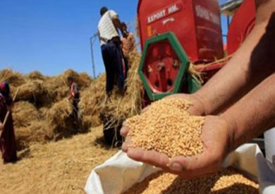 استلام 4.5 مليون طن قمح محلي من المزارعين