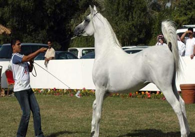 مهرجان الخيول العربية