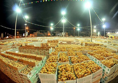 مهرجان التمور-أرشيفية