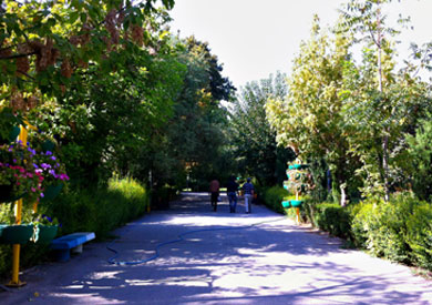 اشجار في ايران