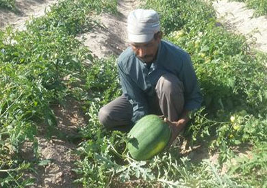 غزو التجمعات البدوية وتحويلها الي مناطق منتجة