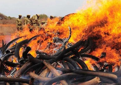 كينيا تحرق 105 طن من العاج اليوم