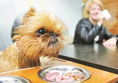 افتتاح أول مقهى للكلاب بالهند