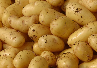 بطاطس - ارشيفية