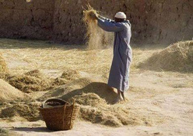 طرق اسخلاص الأرز وحفظة قبل حظر زراعتة بالوادى الجديد