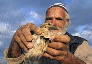 صيد الطيور بساحل البحر المتوسط.