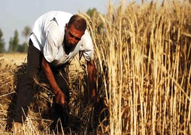 فساد القمح