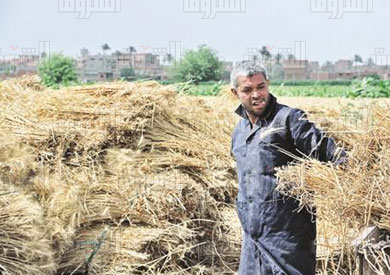 حصاد القمح - تصوير: احمد عبد الفتاح