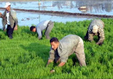 زراعة الأرز