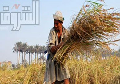 زراعة الارز