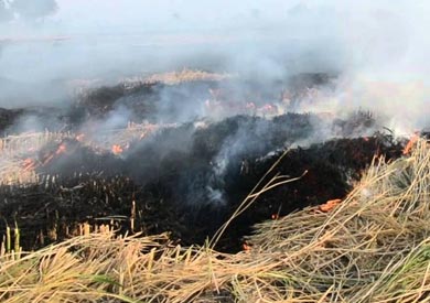 قش الارز - ارشيفية