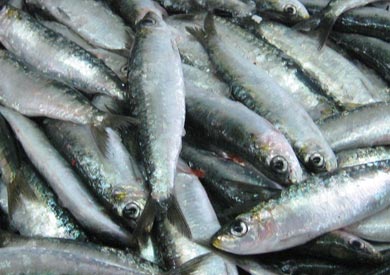 سمك - ارشيفية