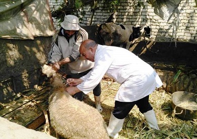 تحصين الاغنام