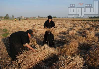 تحذيرات من تأثير أزمة السولار على القمح _ تصوير: جيهان نصر