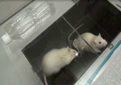 فئران تجارب - ارشيفيه