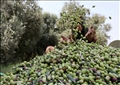 أرشيفية