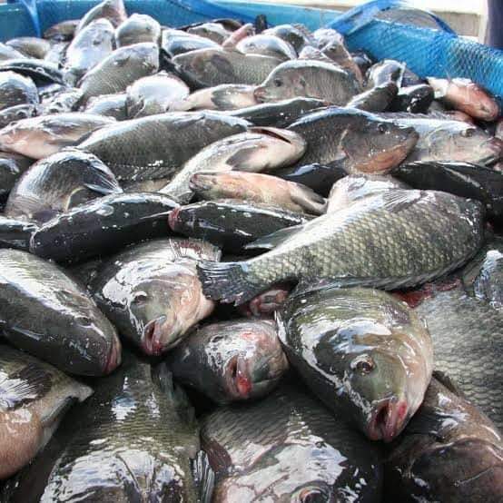 أسعار الأسماك اليوم 20 مايو بسوق العبور