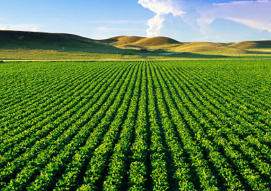 قطاع الزراعة يستحوذ على 81.5% من استهلاك المياه فى مصر - بوابة الشروق -  نسخة الموبايل