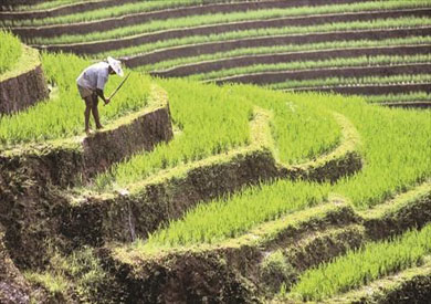 حقول الأرز الإندونيسية