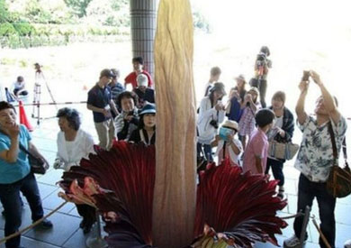 نادرا ما تتفتح زهرة اللوف العملاقة