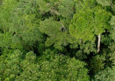 أكثر من 57 بالمئة من أنواع الأشجار في الأمازون مهددة بالإنقراض مما يرفع أنواع النباتات المهددة على الأرض 25 بالمئة