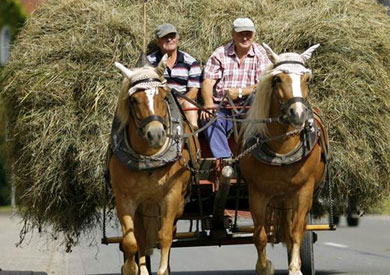 في استراليا لا يسمح بنقل الأعشاب إلا بسيارة أجرة. ومن يمتطي حصانا في استراليا للتنقل بدلا من السيارة يحق له التوقف في أي بار هناك ويترتب على عمال البار العناية بالحصان عندما يستريح صاحبه في البار.