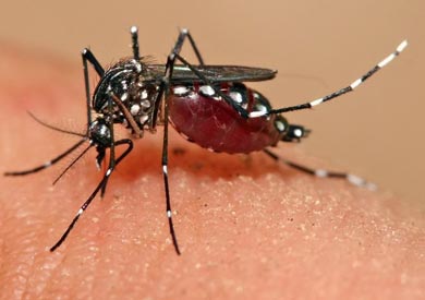 فيروس زيكا - ارشيفية