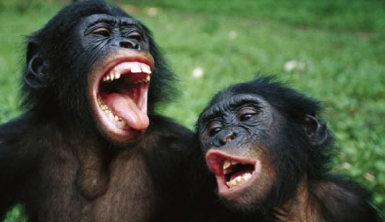 محكمة أمريكية: الشمبانزي لا يستحق حقوق البشر