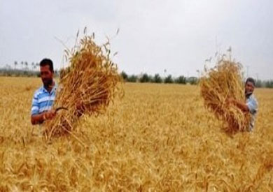 «الإحصاء»: 52.1% نسبة الاكتفاء الذاتي من القمح عام 2014